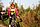 IMG_8616_redimensionner.JPG