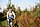 IMG_8728_redimensionner.JPG